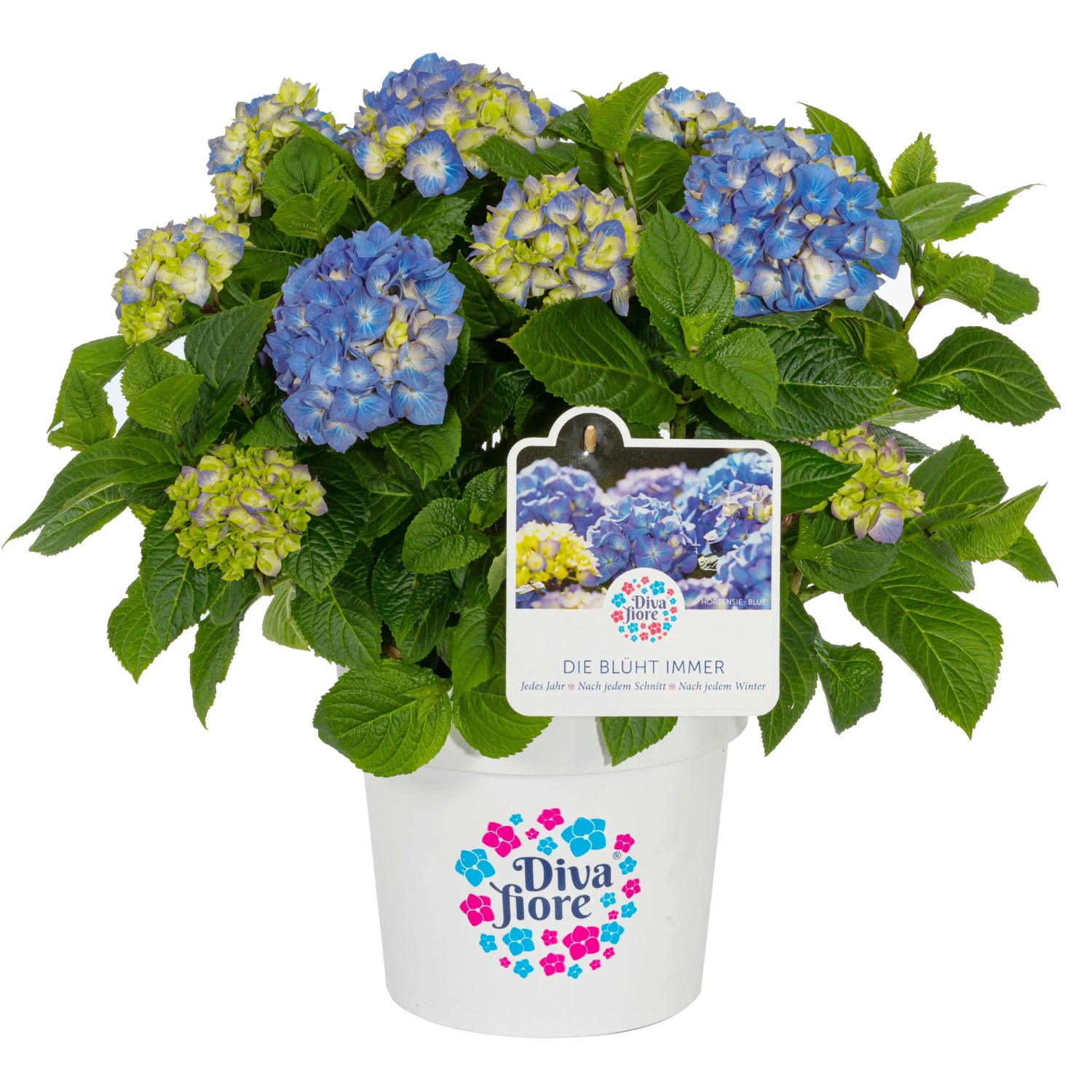 GROW by OBI Bauernhortensie Diva Fiore Blau Höhe ca. 30 cm -40 cm Topf ca. 5,