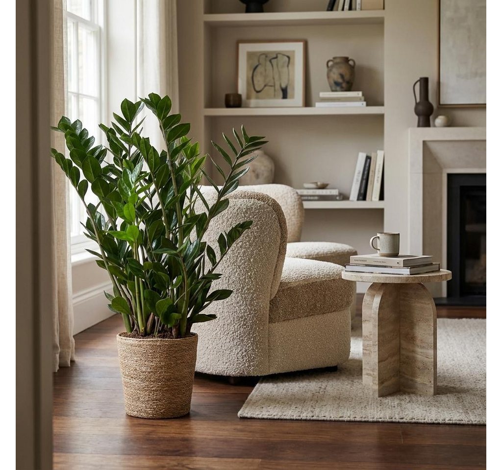 Florora Zimmerpflanze Zamioculcas Zamiifolia – 80 cm