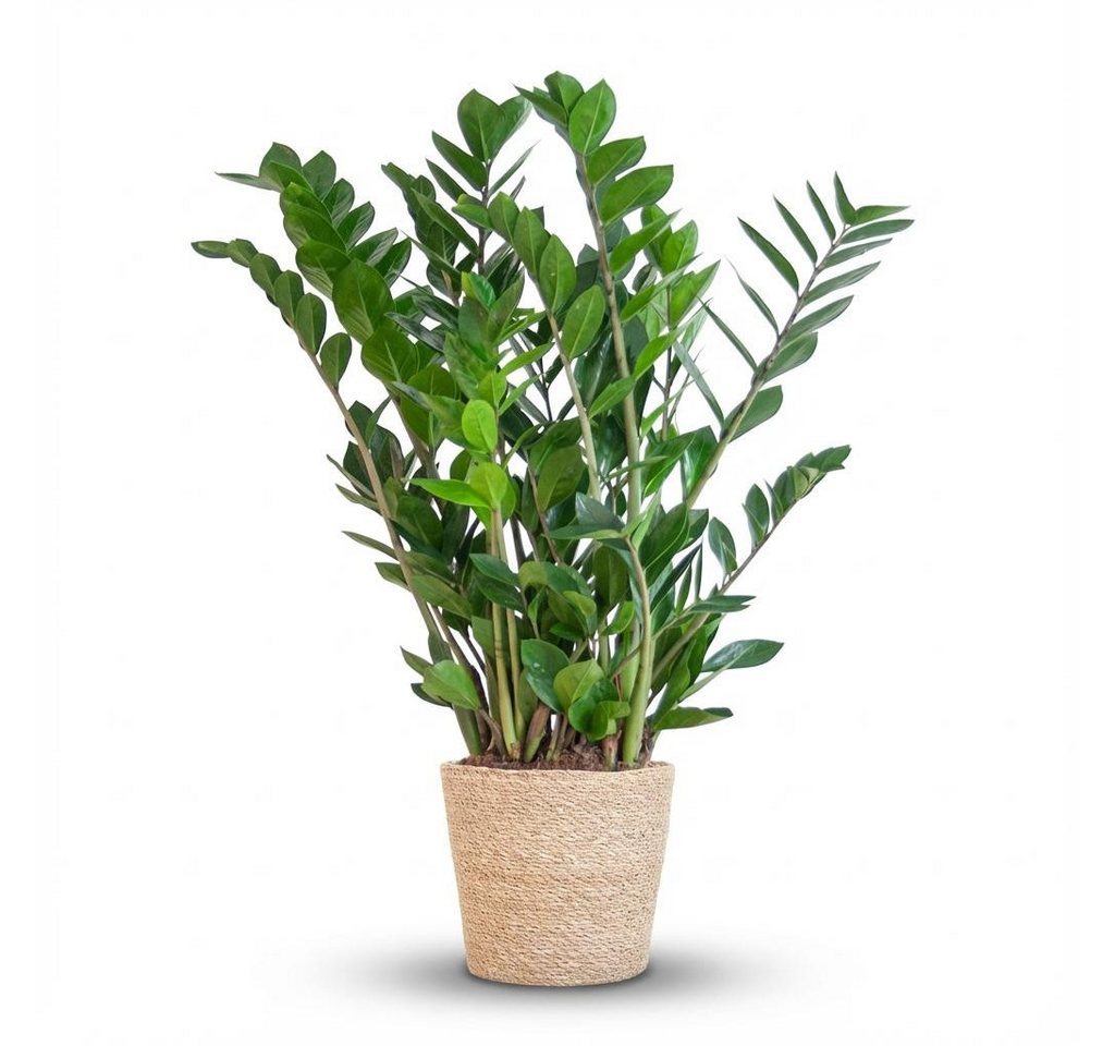 Florora Zimmerpflanze Zamioculcas Zamiifolia – 80 cm Bild 3