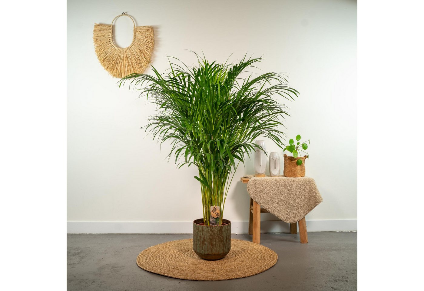 Florora Zimmerpflanze Dypsis Lutescens – Areca-Palme – 110 cm – Topf 21 cm