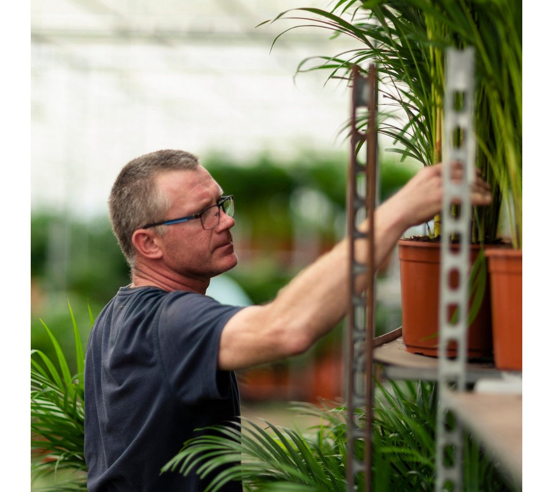 Florora Zimmerpflanze Dypsis Lutescens – Areca-Palme – 110 cm – Topf 21 cm Bild 2
