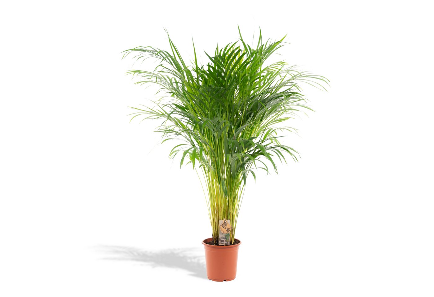 Florora Zimmerpflanze Dypsis Lutescens – Areca-Palme – 110 cm – Topf 21 cm Bild 3