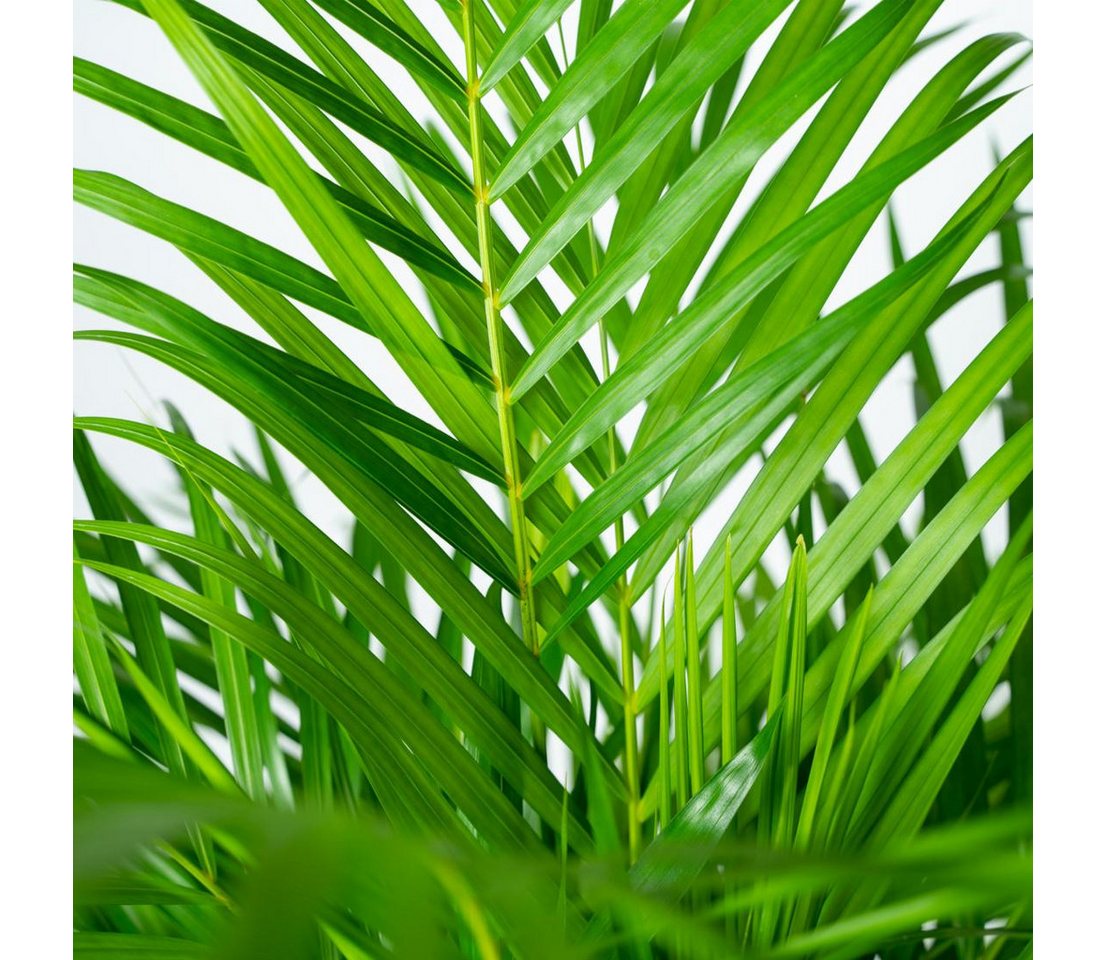 Florora Zimmerpflanze Dypsis Lutescens – Areca-Palme – 110 cm – Topf 21 cm Bild 4