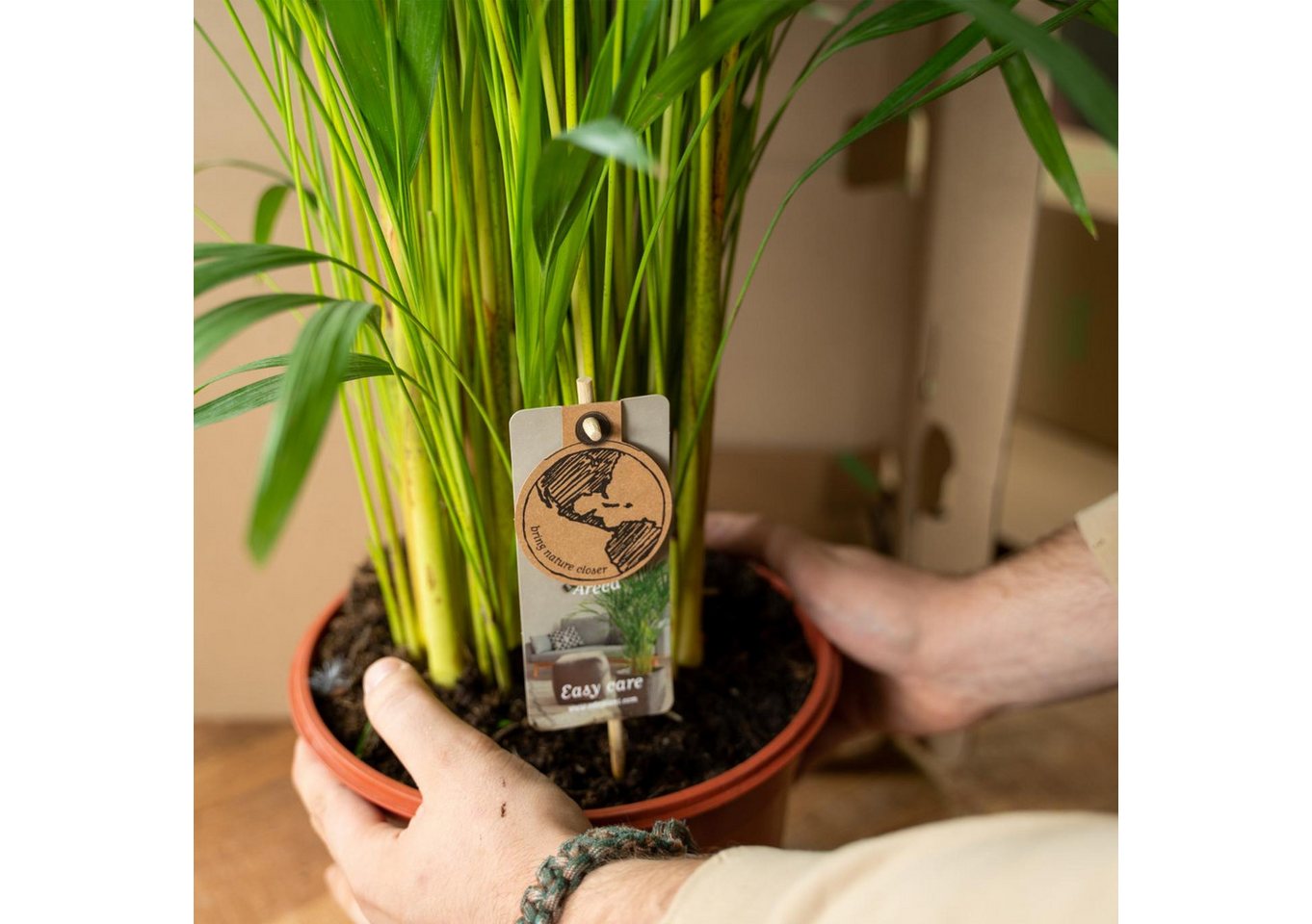 Florora Zimmerpflanze Dypsis Lutescens – Areca-Palme – 110 cm – Topf 21 cm Bild 5