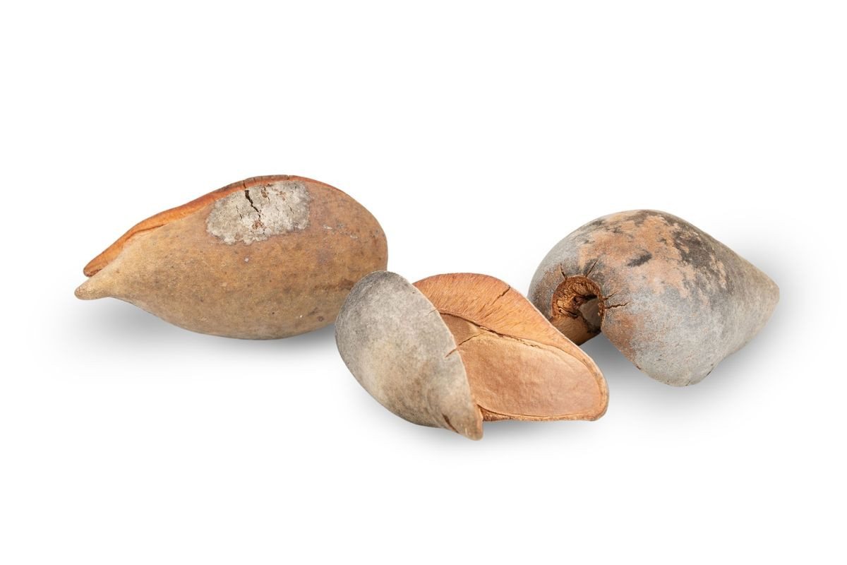 NaDeco Bastelnaturmaterial Woody Pear, Natur, 7 cm Xylomelum occidentale