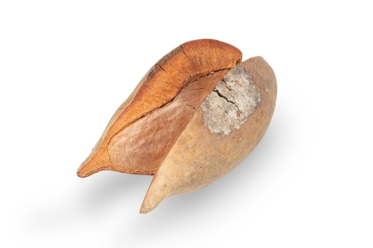 NaDeco Bastelnaturmaterial Woody Pear, Natur, 7 cm Xylomelum occidentale Bild 2