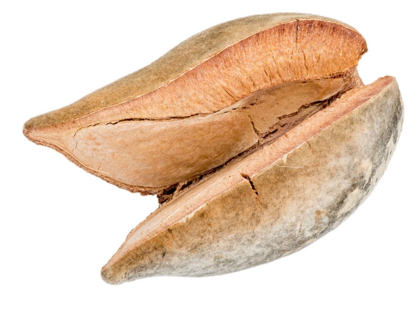 NaDeco Bastelnaturmaterial Woody Pear, Natur, 7 cm Xylomelum occidentale Bild 3
