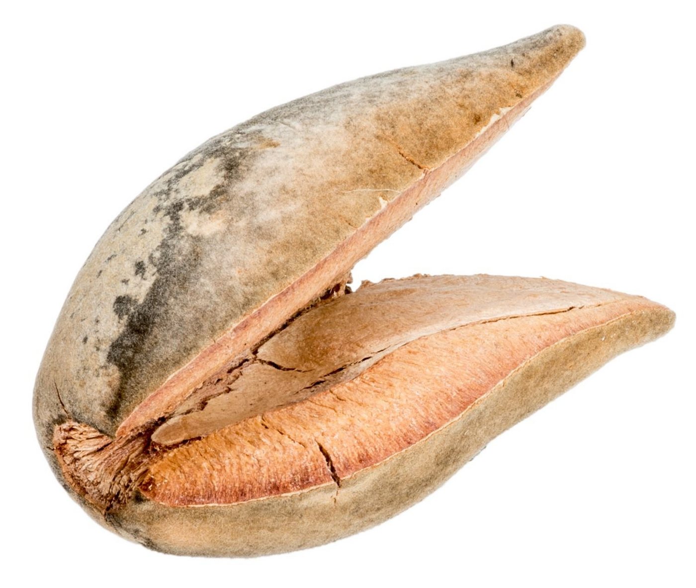NaDeco Bastelnaturmaterial Woody Pear, Natur, 7 cm Xylomelum occidentale Bild 4