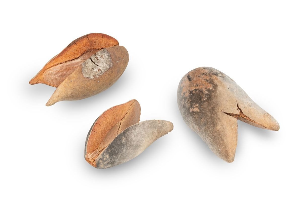 NaDeco Bastelnaturmaterial Woody Pear, Natur, 7 cm Xylomelum occidentale Bild 5