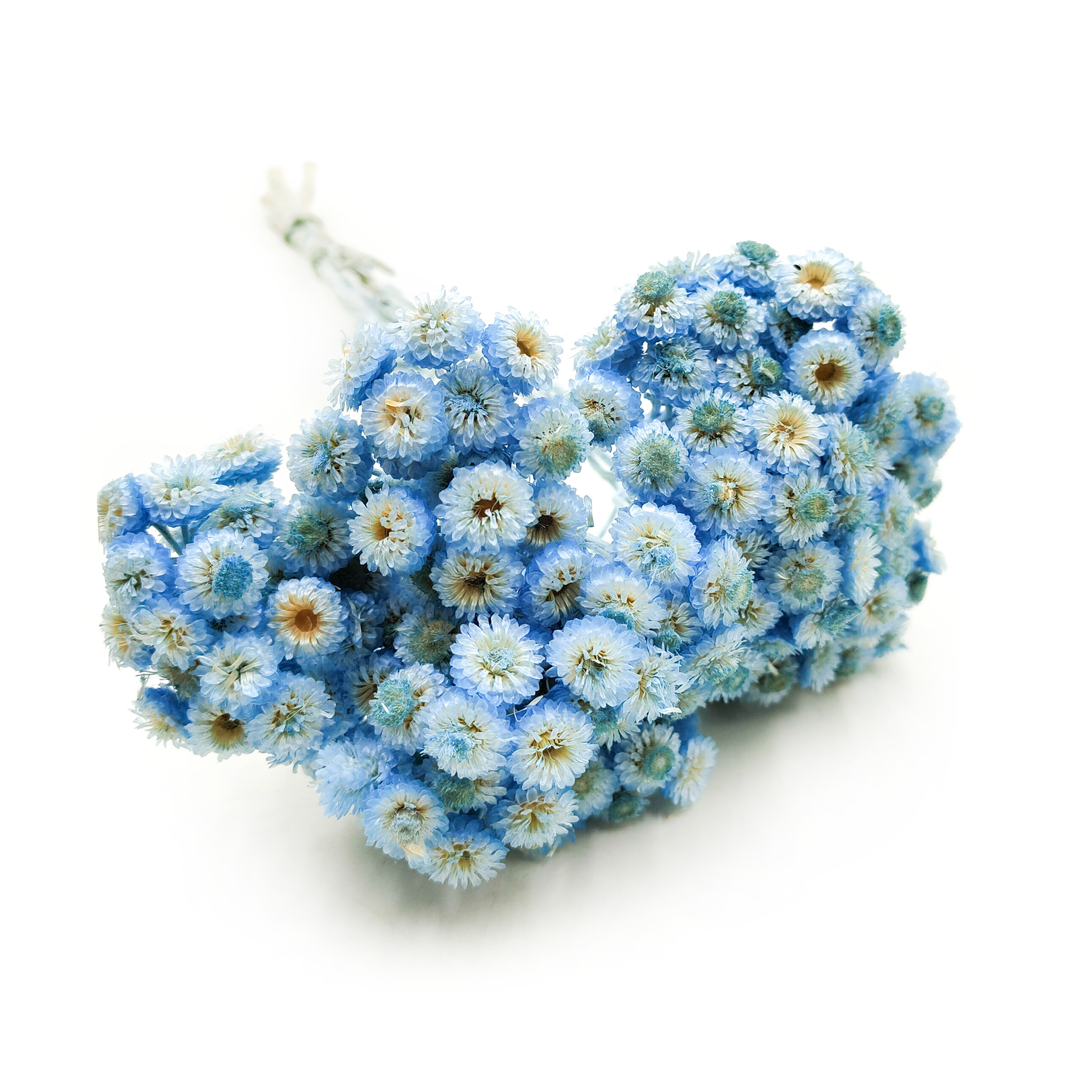 Getrockneter Italienischer Helichrysum – (helichrysum Italicum) – Blau