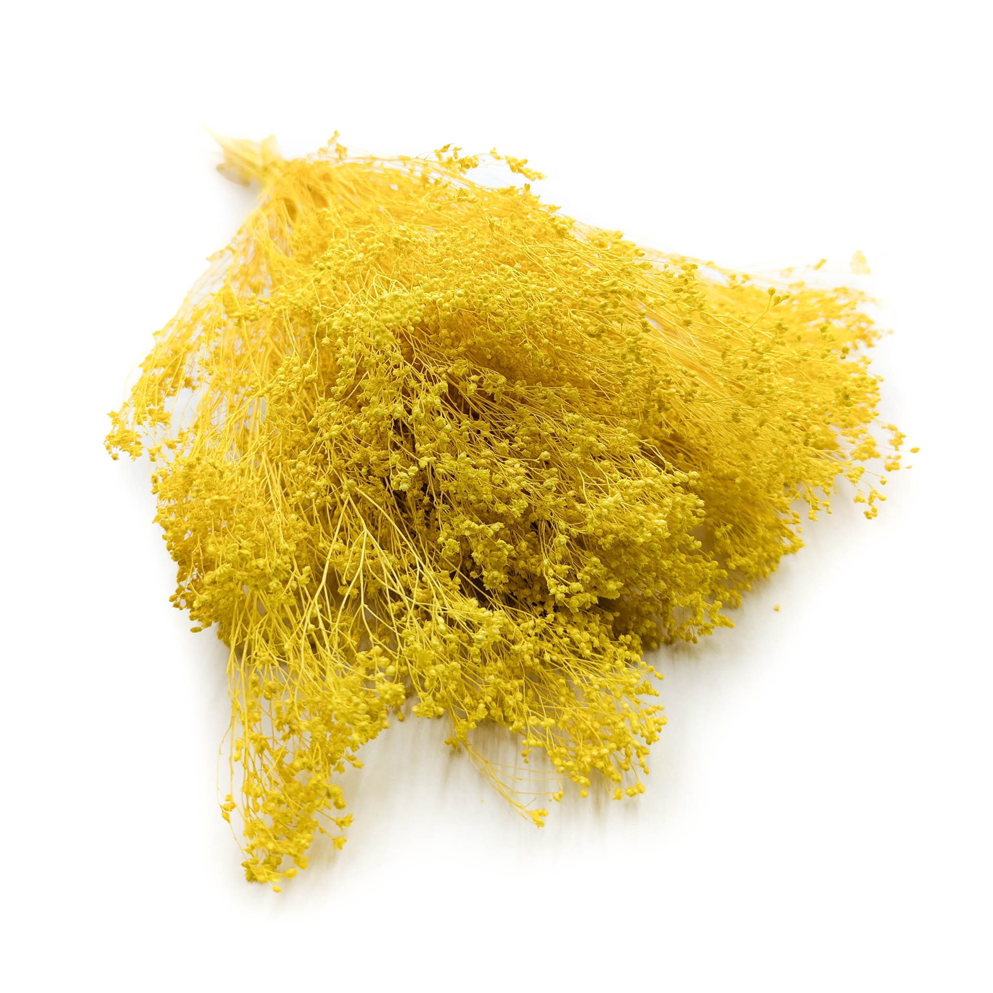 Getrocknete Ginsterblüte – Ginster – Gelb