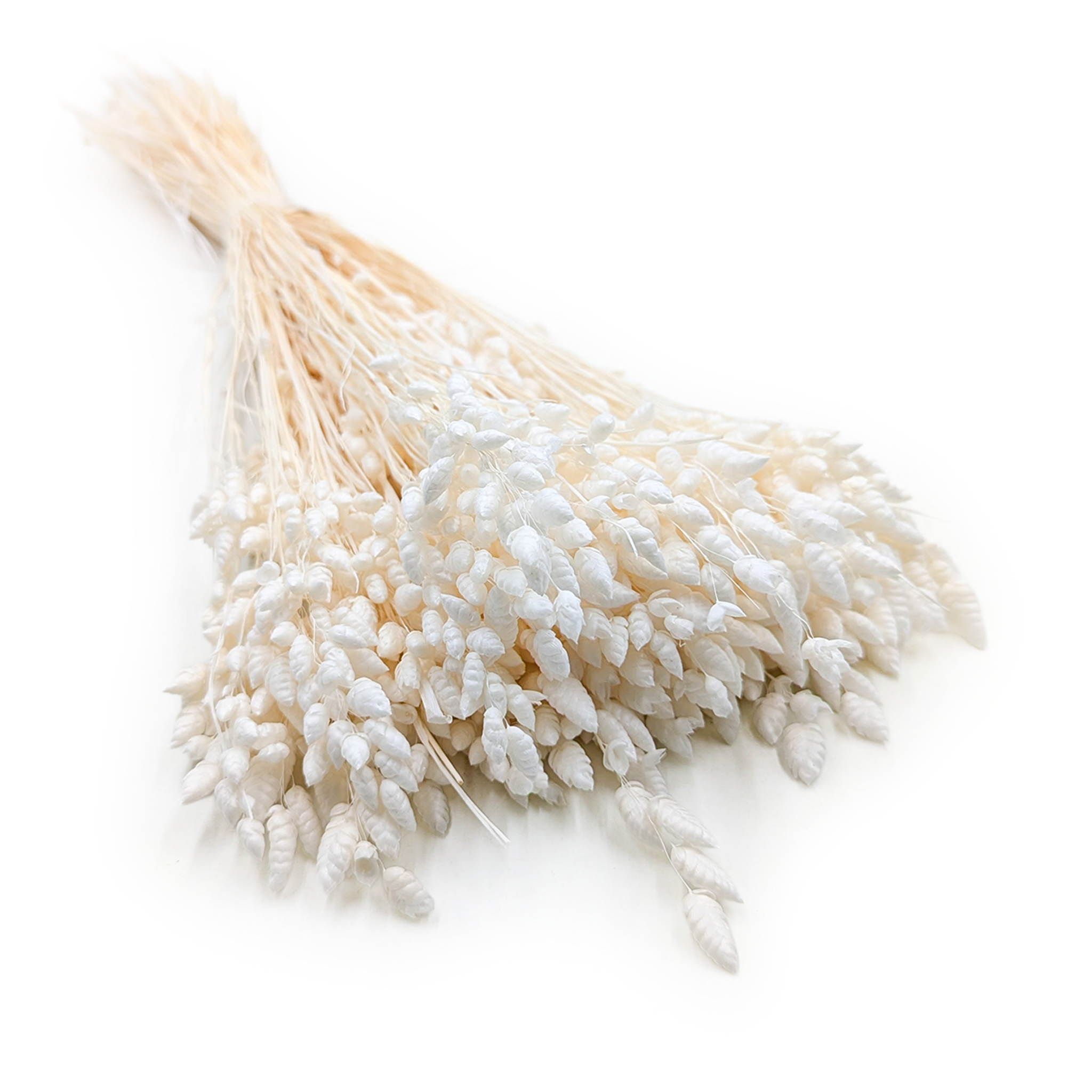 Getrockneter Zitterkäfer (briza Maxima) – Gebleicht