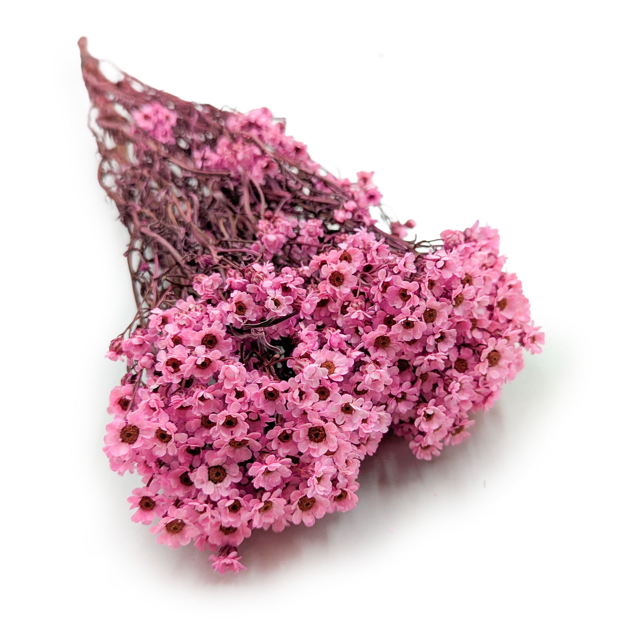 Getrocknete Oxodia - Rosa