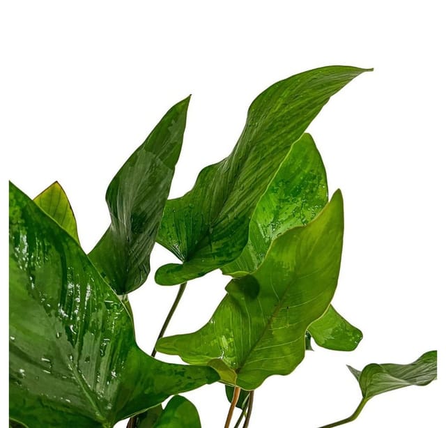 Mutterpflanze Aquariumpflanze Anubias Hastifolia Nr.301h Xl