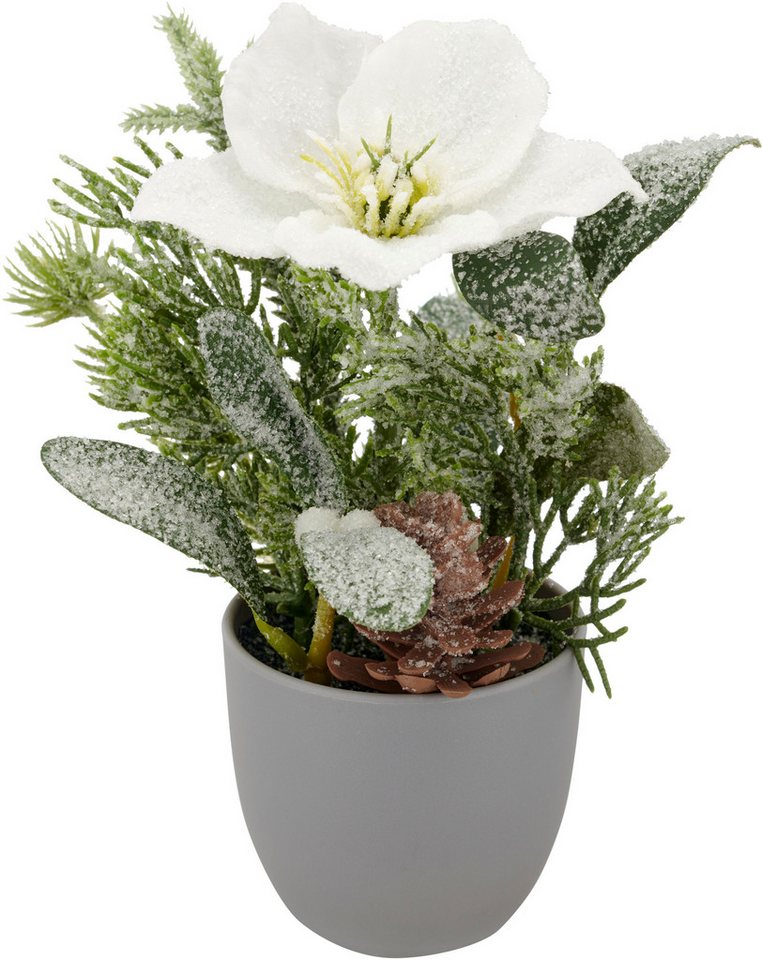 Winterliche Kunstpflanze Arrangement mit Christrose, Creativ green, Höhe 23 cm, mit üppiger Blütenpracht Bild 3
