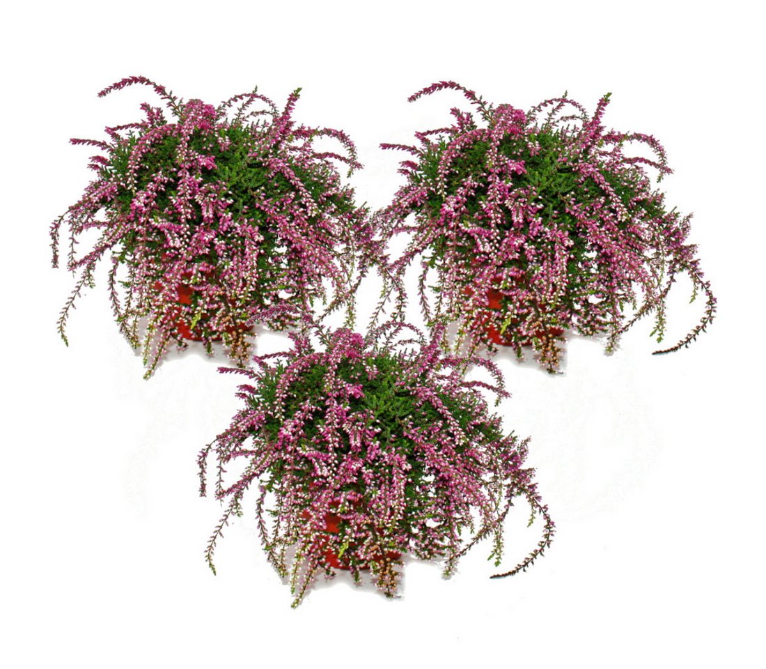 Exotenherz Beetpflanze Hängende Calluna 3er Set hängende Besenheide winterhart 12cm Topf