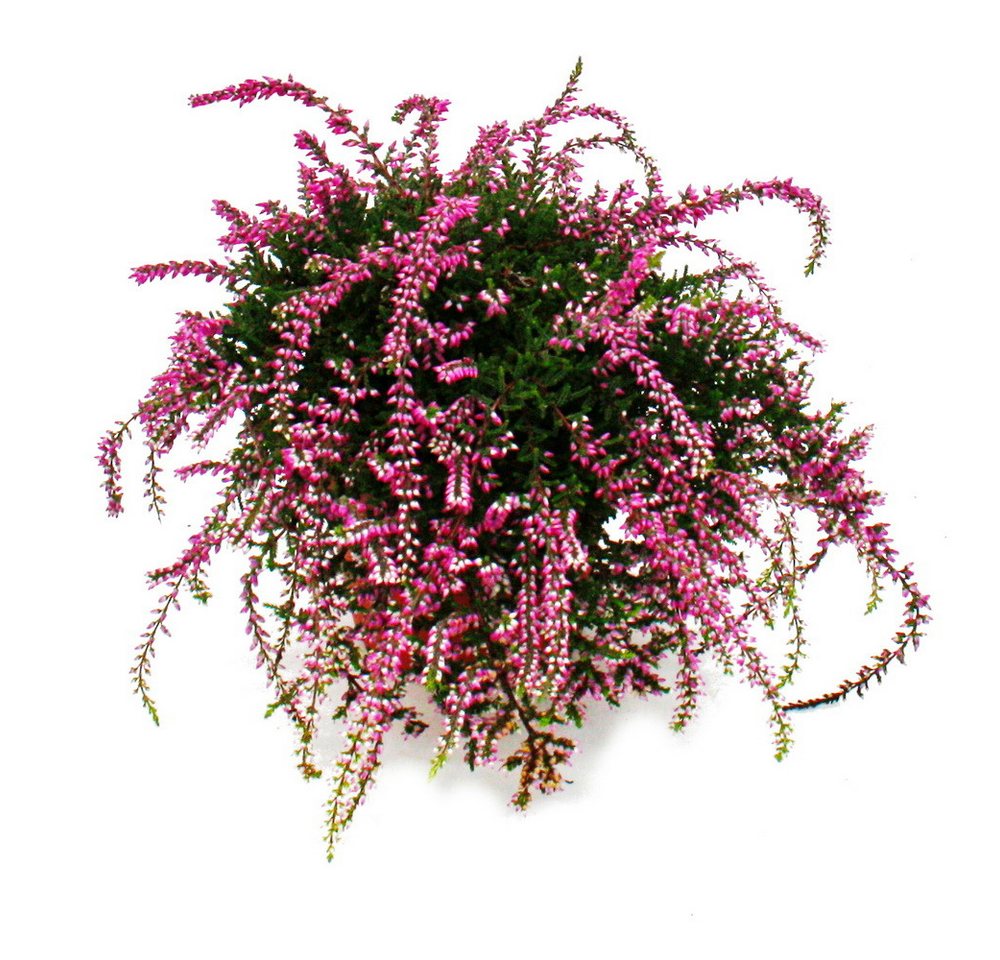 Exotenherz Beetpflanze Hängende Calluna 3er Set hängende Besenheide winterhart 12cm Topf Bild 2
