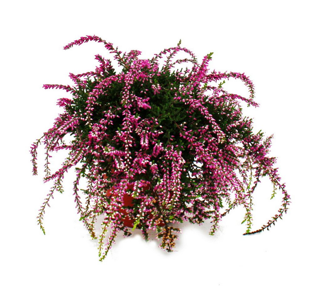 Exotenherz Beetpflanze Hängende Calluna 3er Set hängende Besenheide winterhart 12cm Topf Bild 3