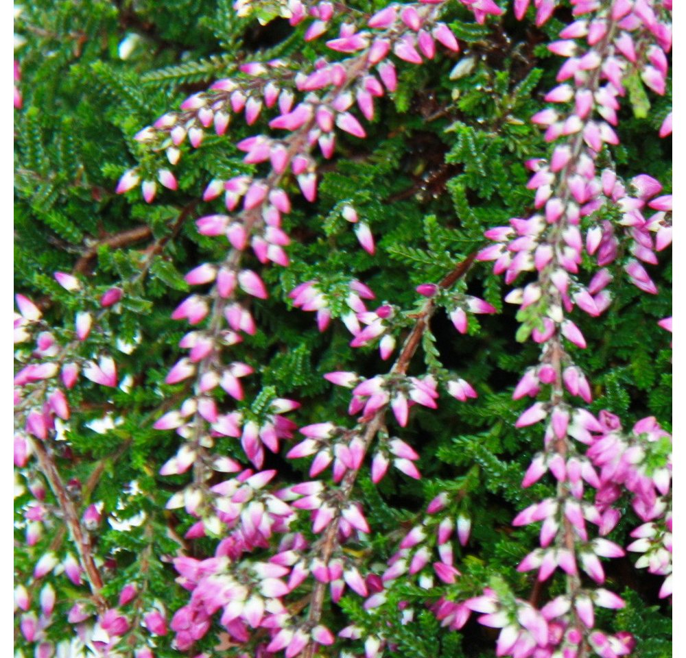 Exotenherz Beetpflanze Hängende Calluna 3er Set hängende Besenheide winterhart 12cm Topf Bild 4