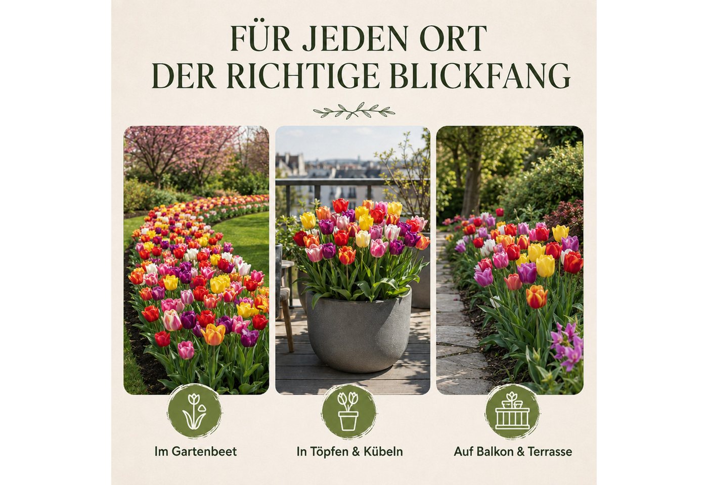 HappySeed Blumenzwiebeln 50 Stk, Tulpen & Frühlingsblüher, verschiedene Sorten, (Bunte Mischung, 50-St), Bunte Mischung Bild 2