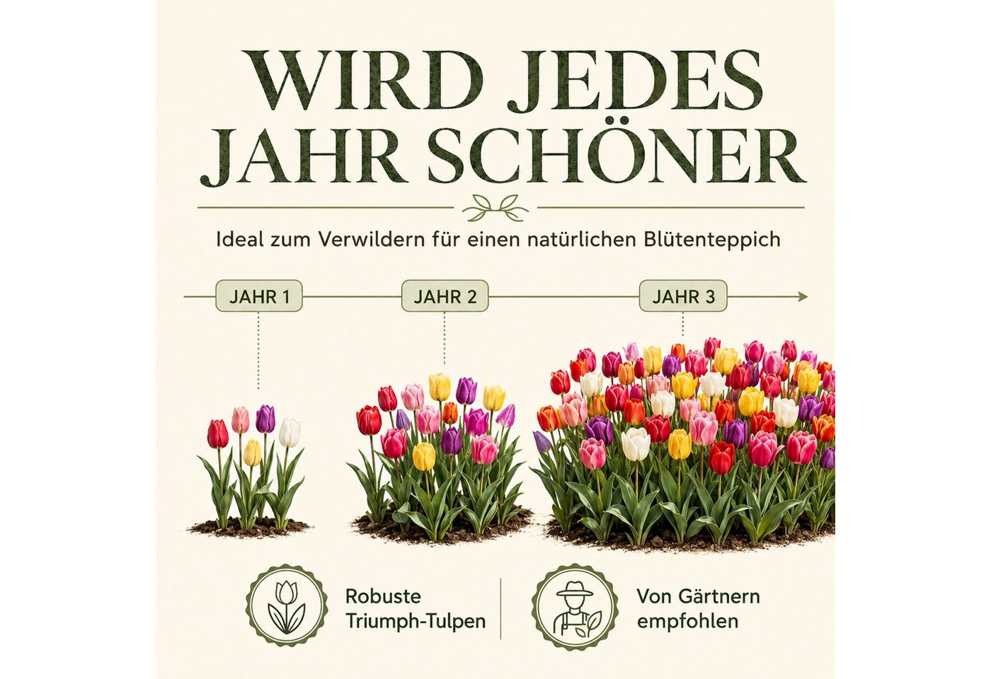 HappySeed Blumenzwiebeln 50 Stk, Tulpen & Frühlingsblüher, verschiedene Sorten, (Bunte Mischung, 50-St), Bunte Mischung Bild 4