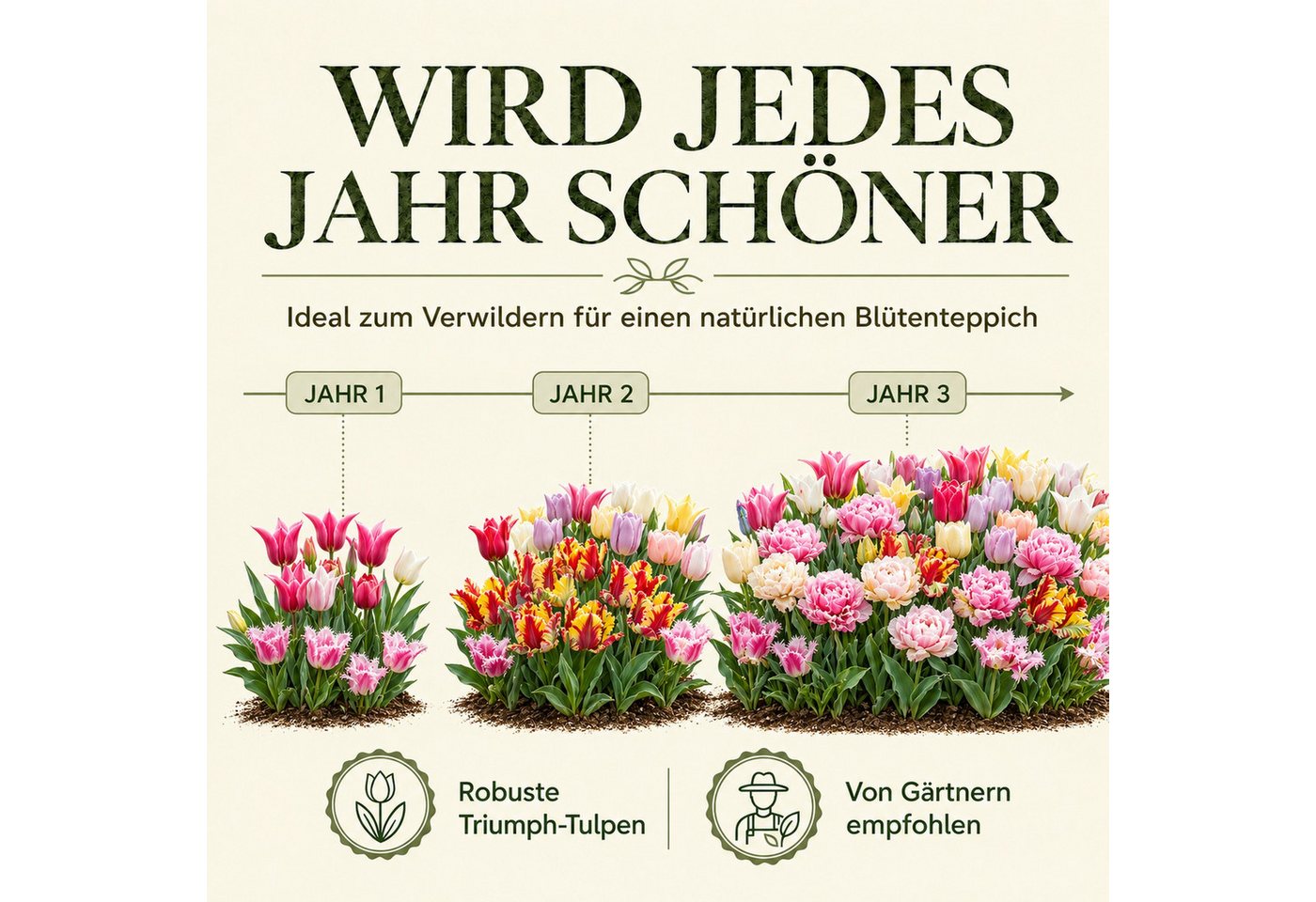 HappySeed Blumenzwiebeln 50 Stk, Tulpen & Frühlingsblüher, verschiedene Sorten, (Gartenmischung, 50-St), Gartenmischung Bild 3