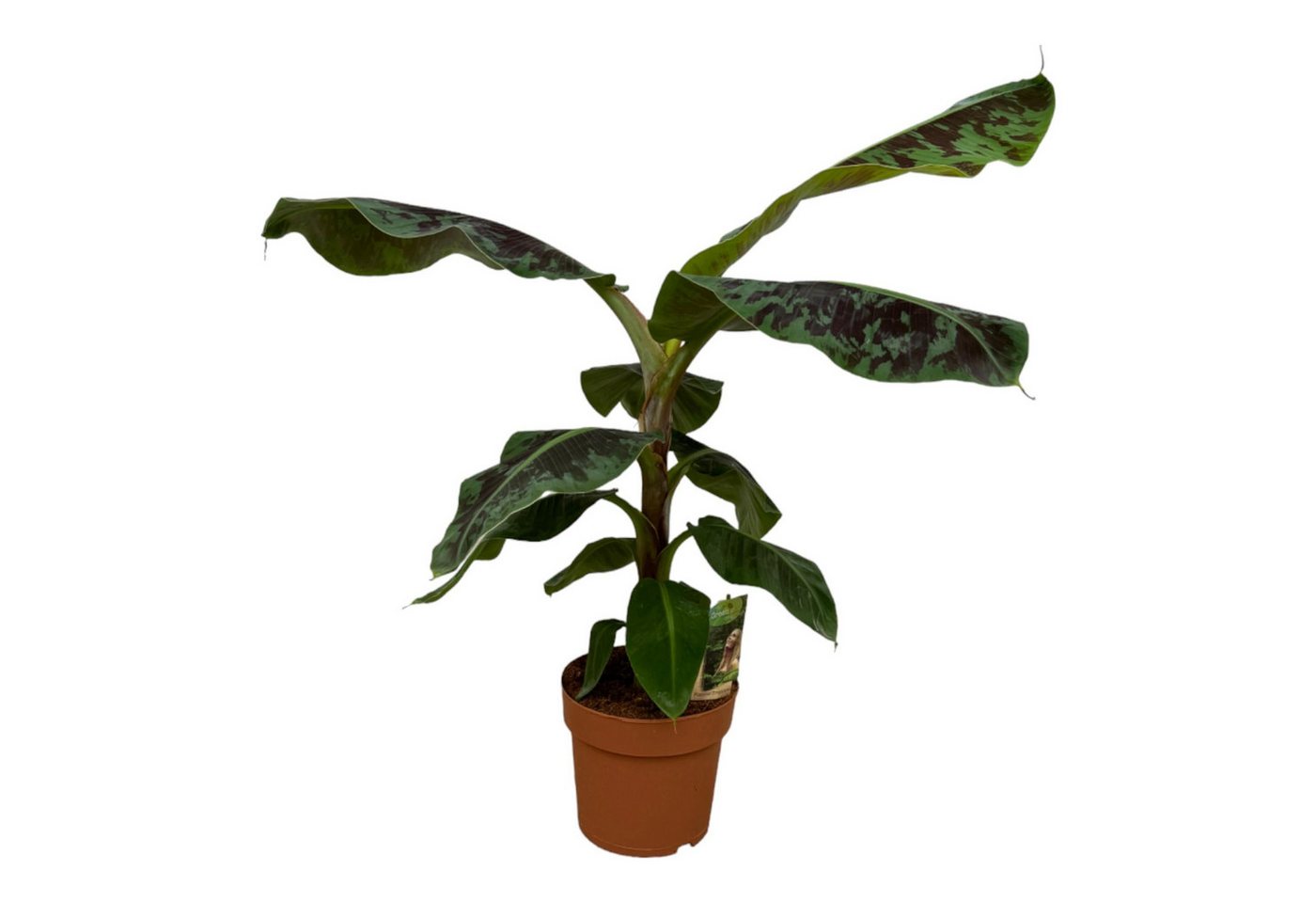 Florora Zimmerpflanze Musa – Bananenpflanze – 80 cm – Topf 21 cm