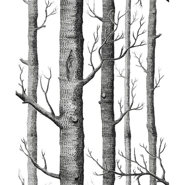 3d-birkentapete, Schlichtes Schwarz-weiß-holz, Vliesstoff, Holzimitat, Grafische Tv-tapete - Enlé