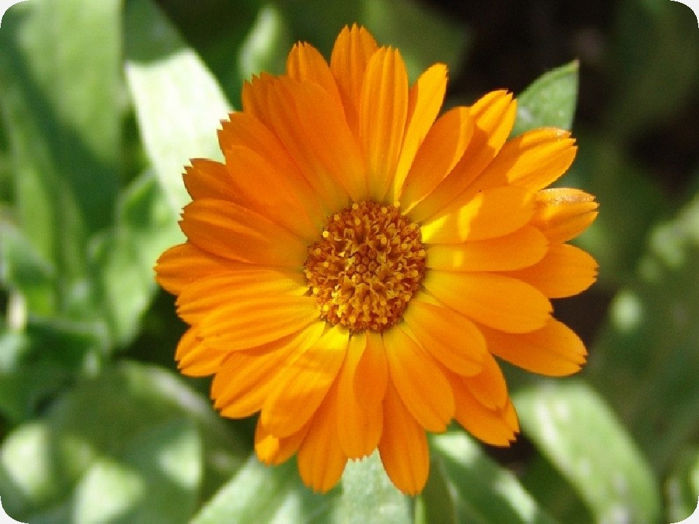 SAFLAX Blumensamen SAFLAX - Anzuchtset - Ringelblume