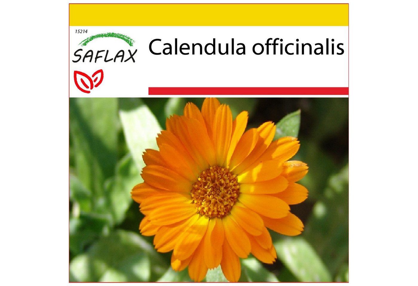 SAFLAX Blumensamen SAFLAX - Anzuchtset - Ringelblume Bild 3
