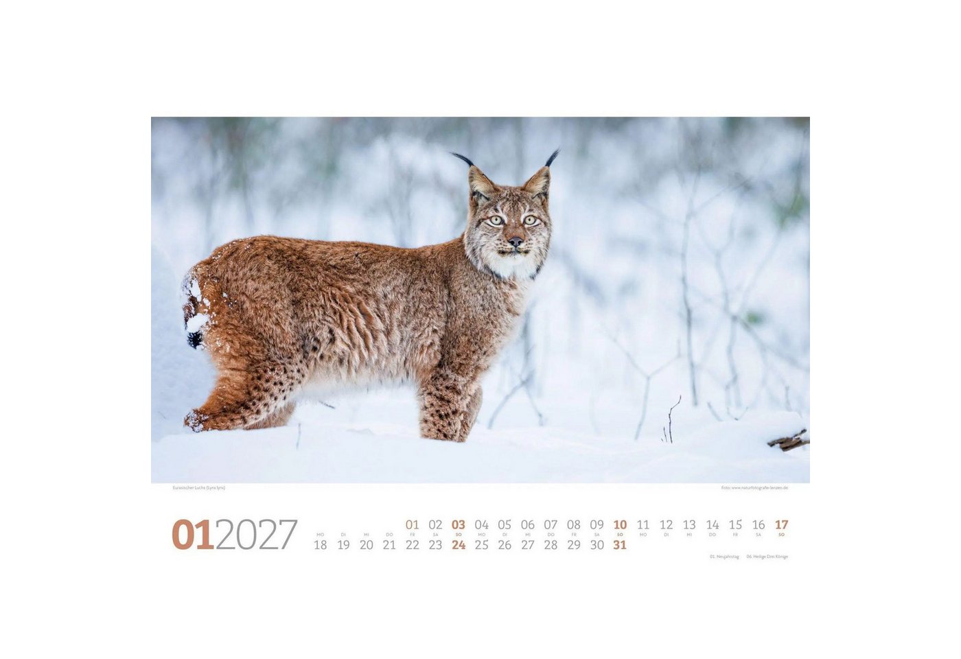 Ackermann Wandkalender Tierwelt Wald Kalender 2027