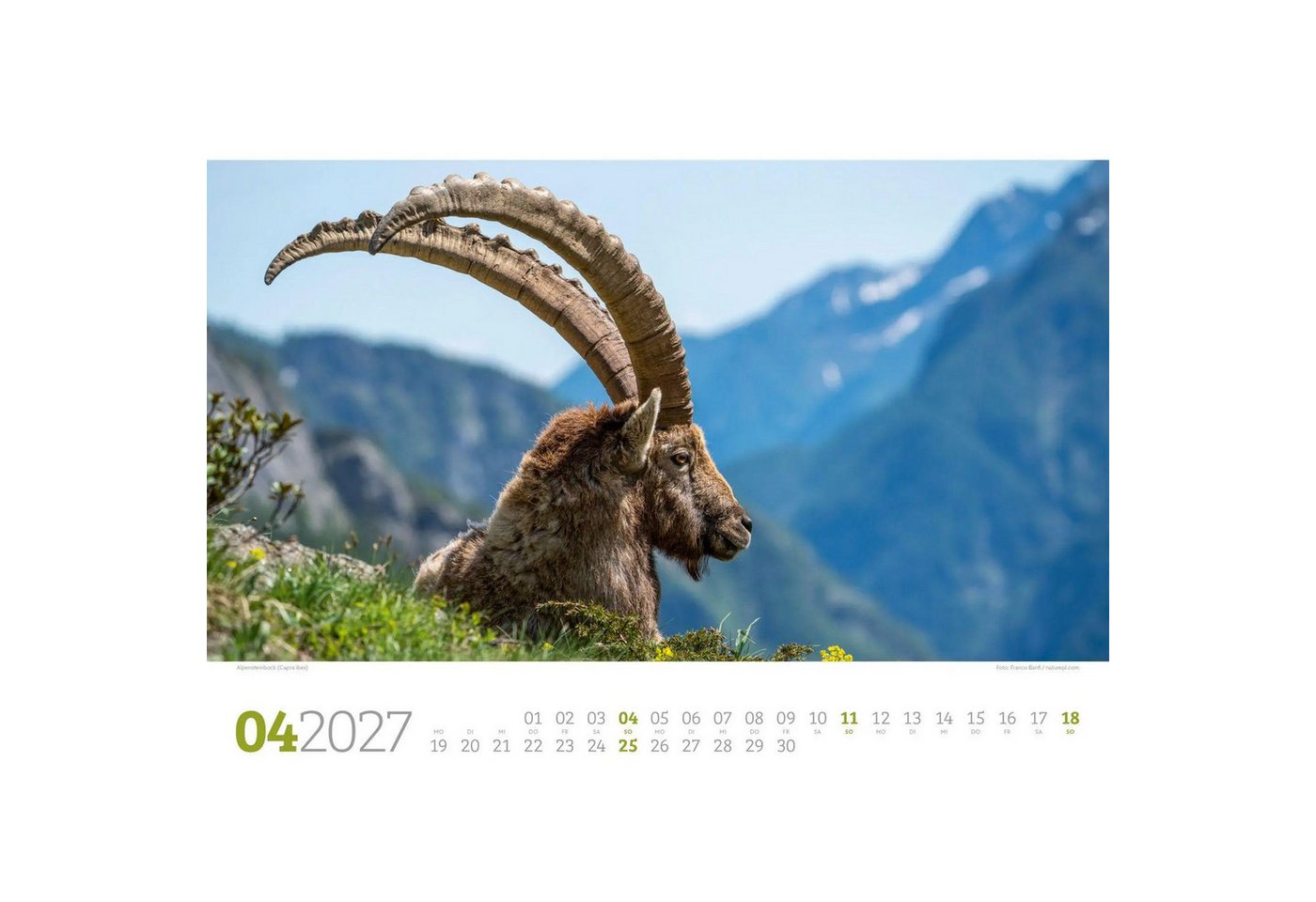 Ackermann Wandkalender Tierwelt Wald Kalender 2027 Bild 2