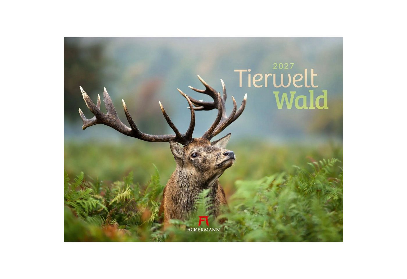 Ackermann Wandkalender Tierwelt Wald Kalender 2027 Bild 3