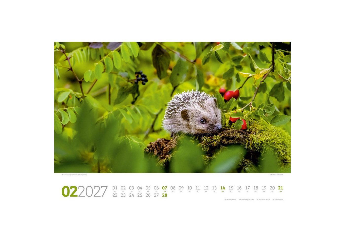 Ackermann Wandkalender Tierwelt Wald Kalender 2027 Bild 4