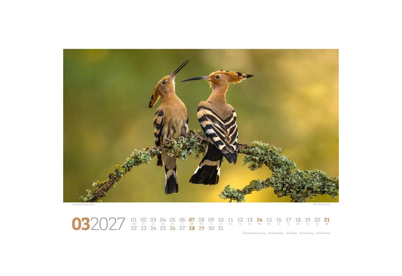 Ackermann Wandkalender Tierwelt Wald Kalender 2027 Bild 5