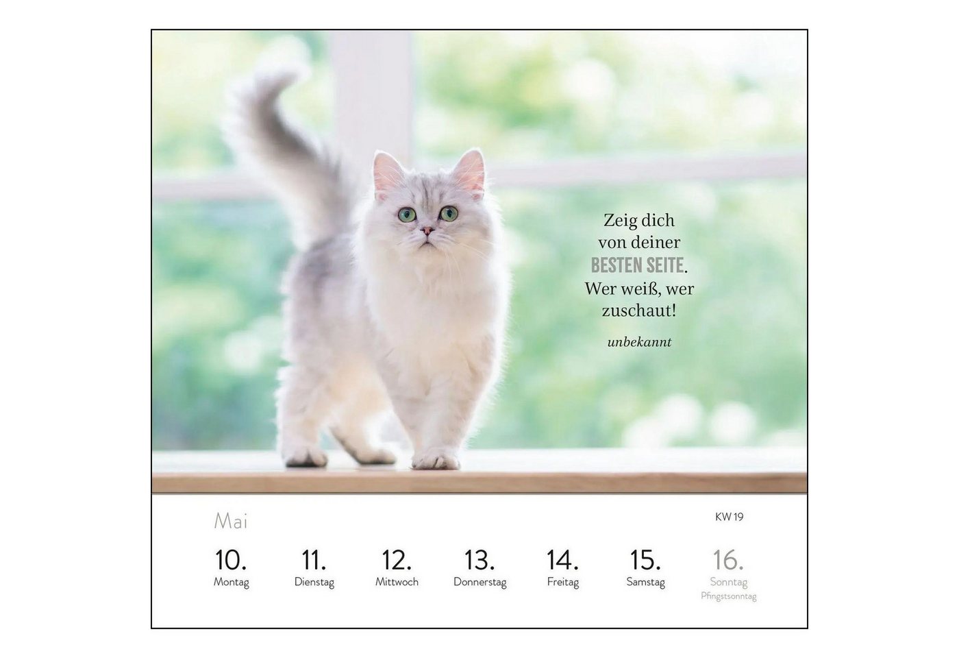 groh Verlag Tischkalender Wochenkalender 2027: Kluge Katzen Bild 4