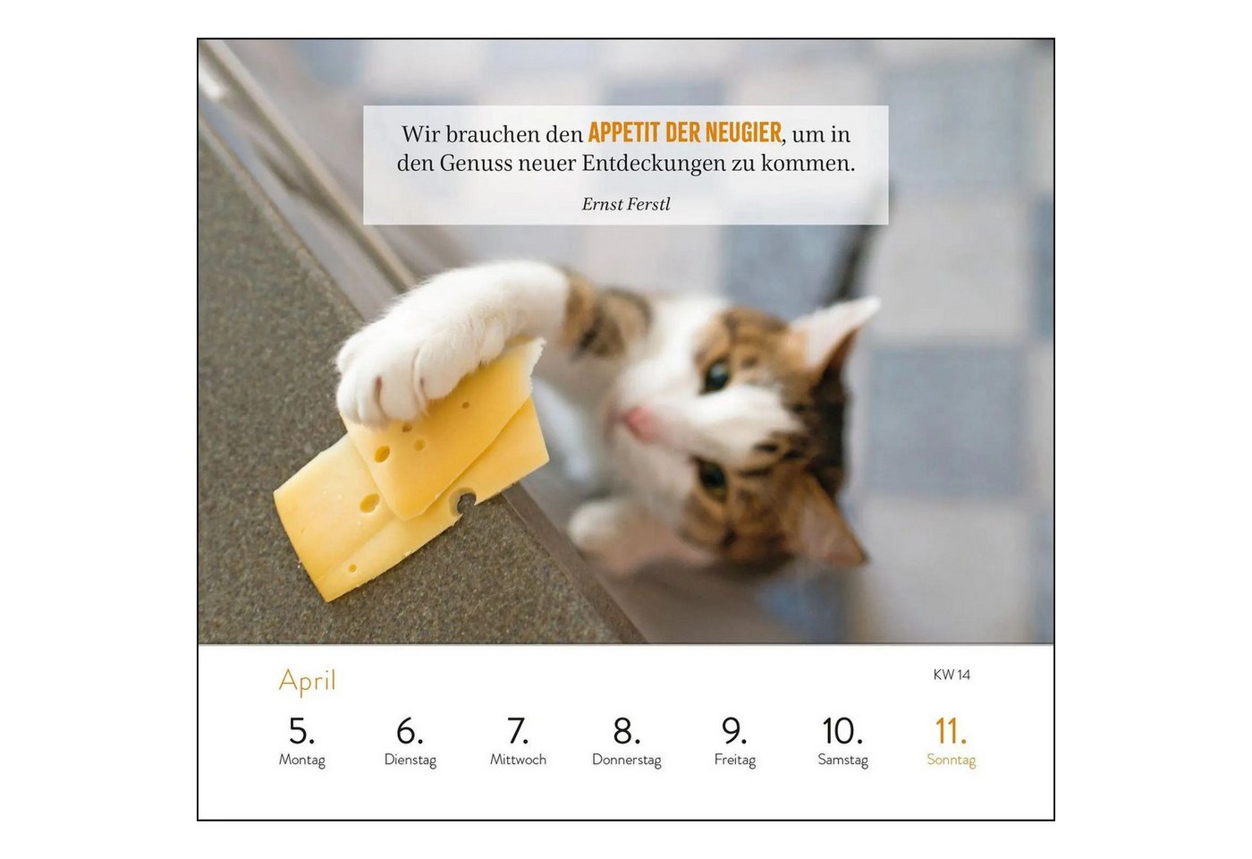 groh Verlag Tischkalender Wochenkalender 2027: Kluge Katzen Bild 5