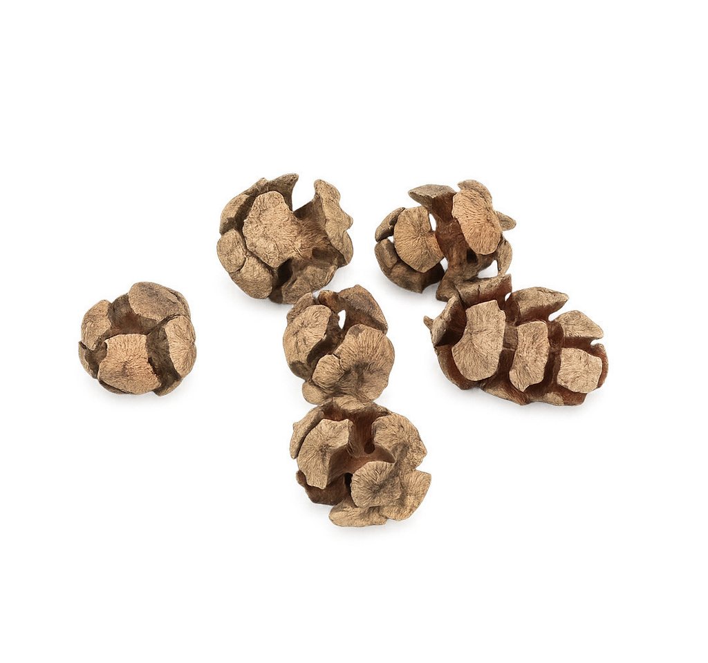 NaDeco Bastelnaturmaterial Zypressenzapfen, Natur, 2-3 cm, 0,5 kg Cupressus Dekozapfen Streudeko Bild 2