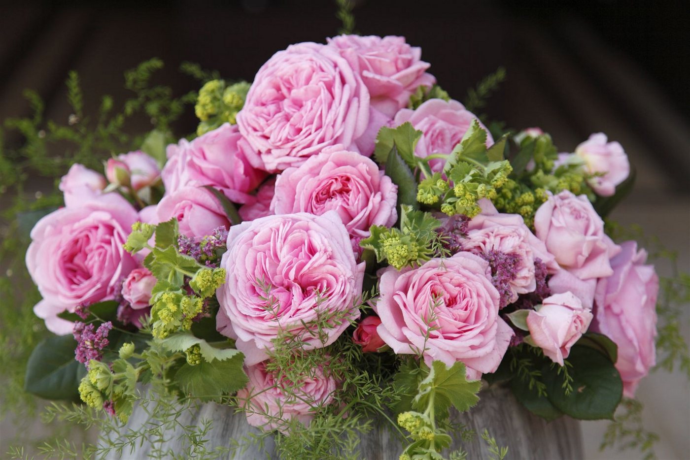 Pflanzen für Dich Rose Rosa Rosengräfin Marie Henriette Bild 2