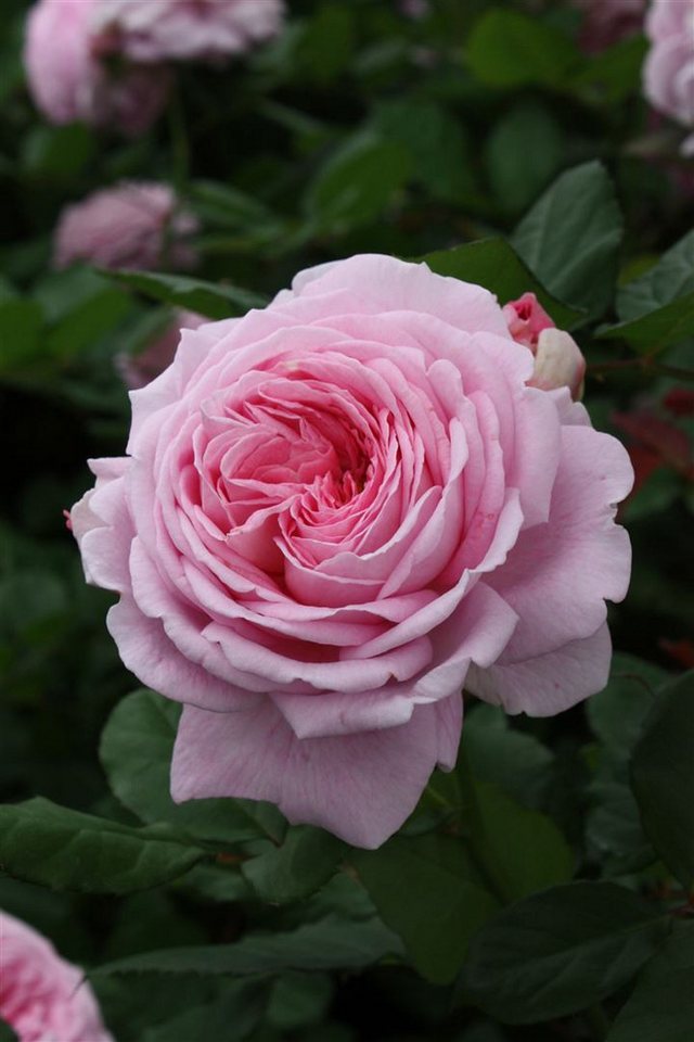 Pflanzen für Dich Rose Rosa Rosengräfin Marie Henriette Bild 3