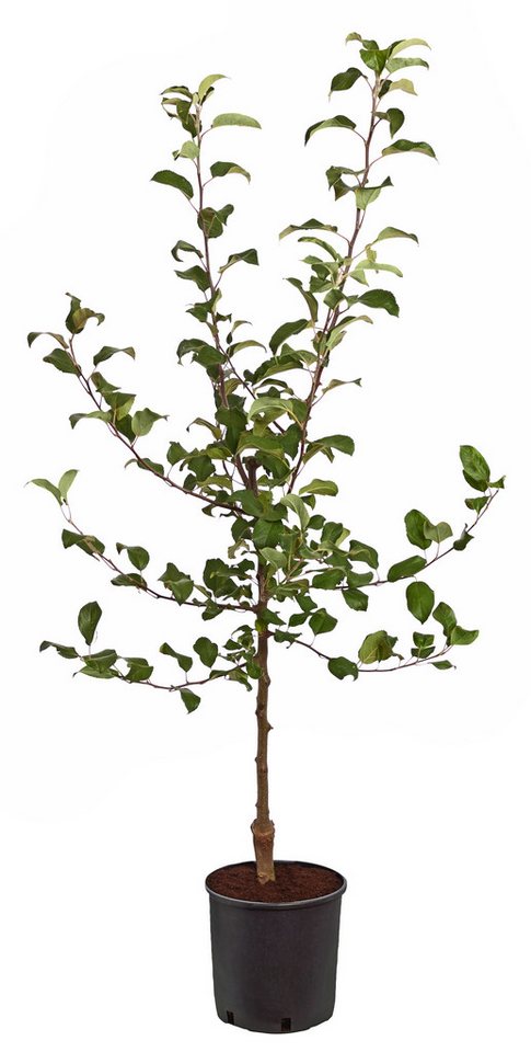 Dehner Apfelbaum Rotfleischiger Apfel Baya Marisa, Malus domestica, ca. 150-200 cm, Apfelbaum mit intensiv rosa Blüten und rotfleischigen Früchten