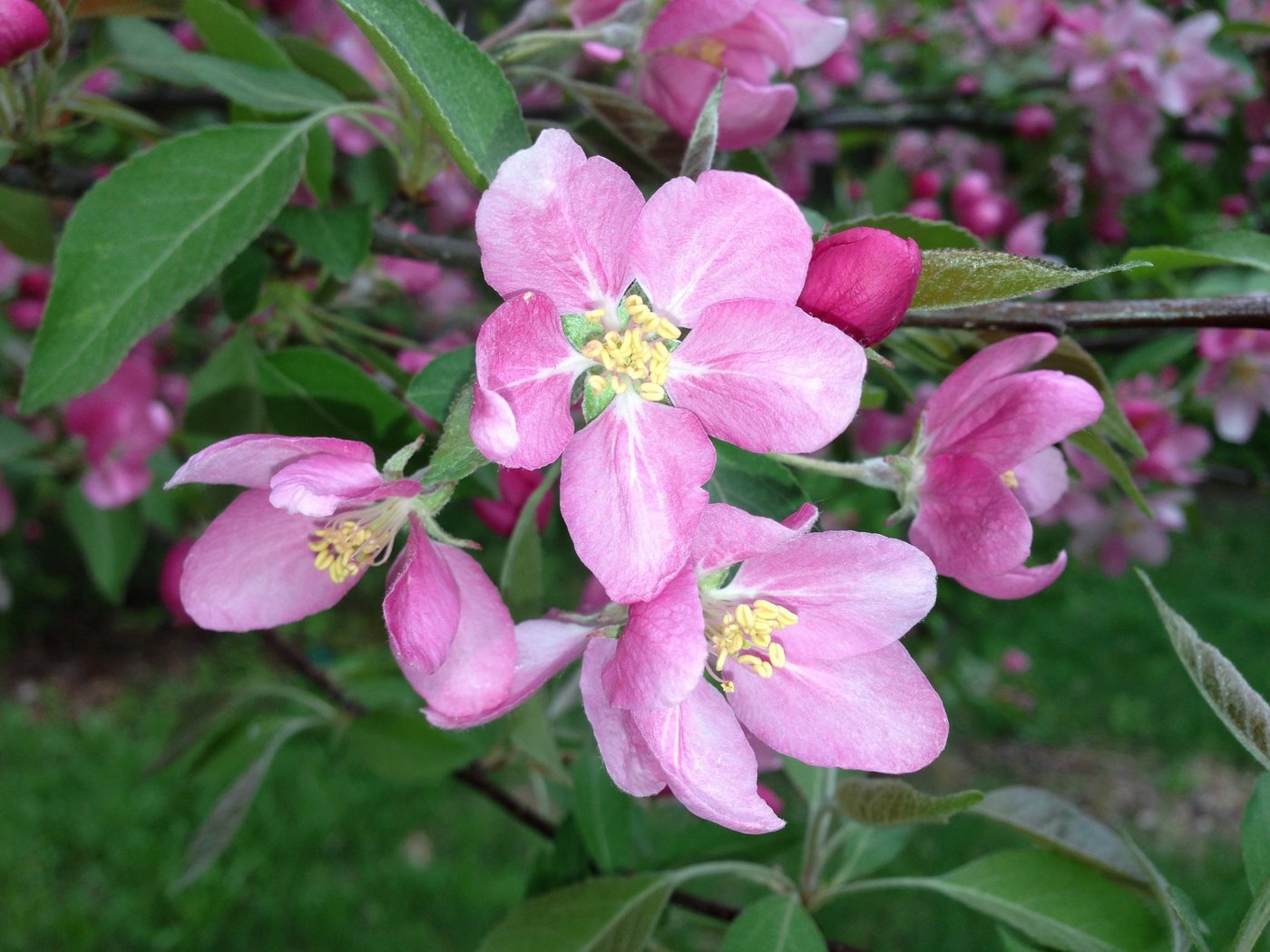 Dehner Apfelbaum Rotfleischiger Apfel Baya Marisa, Malus domestica, ca. 150-200 cm, Apfelbaum mit intensiv rosa Blüten und rotfleischigen Früchten Bild 3