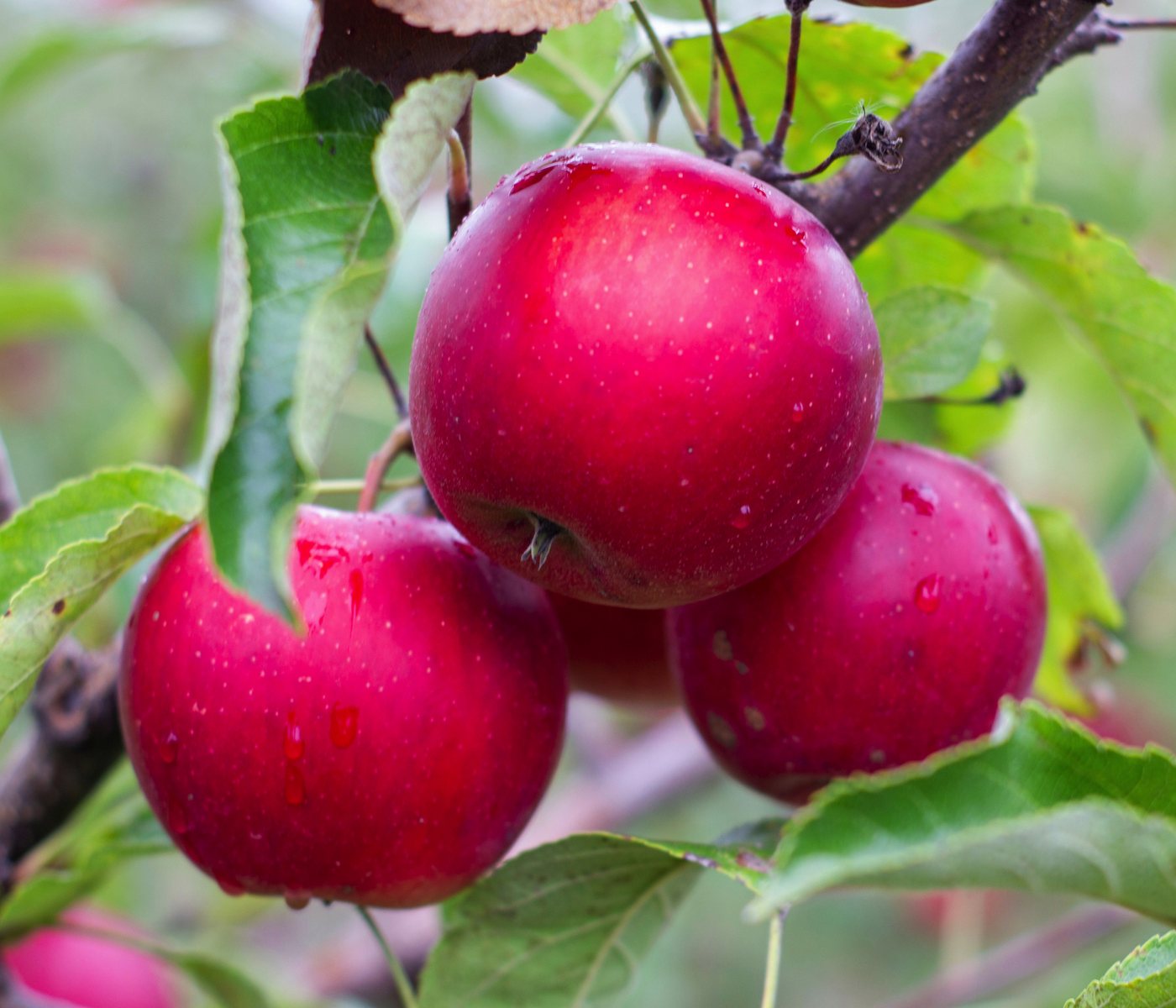 Dehner Apfelbaum Rotfleischiger Apfel Baya Marisa, Malus domestica, ca. 150-200 cm, Apfelbaum mit intensiv rosa Blüten und rotfleischigen Früchten Bild 4