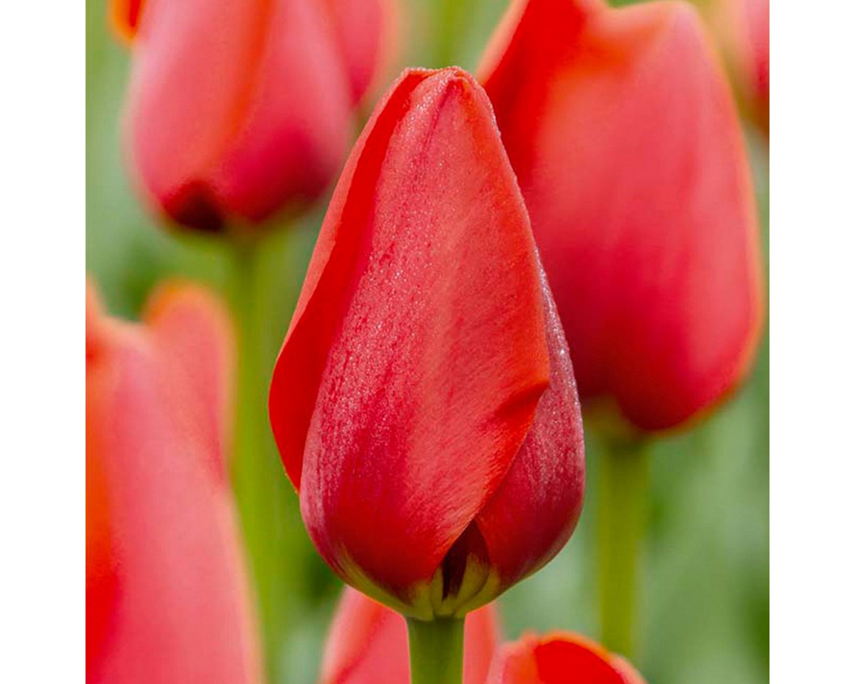 Bloomique Blumenzwiebeln Bloomique - Mischung aus 20 - Tulipa - Tulpenzwiebeln - Rot - Blumenzw, (20-St)