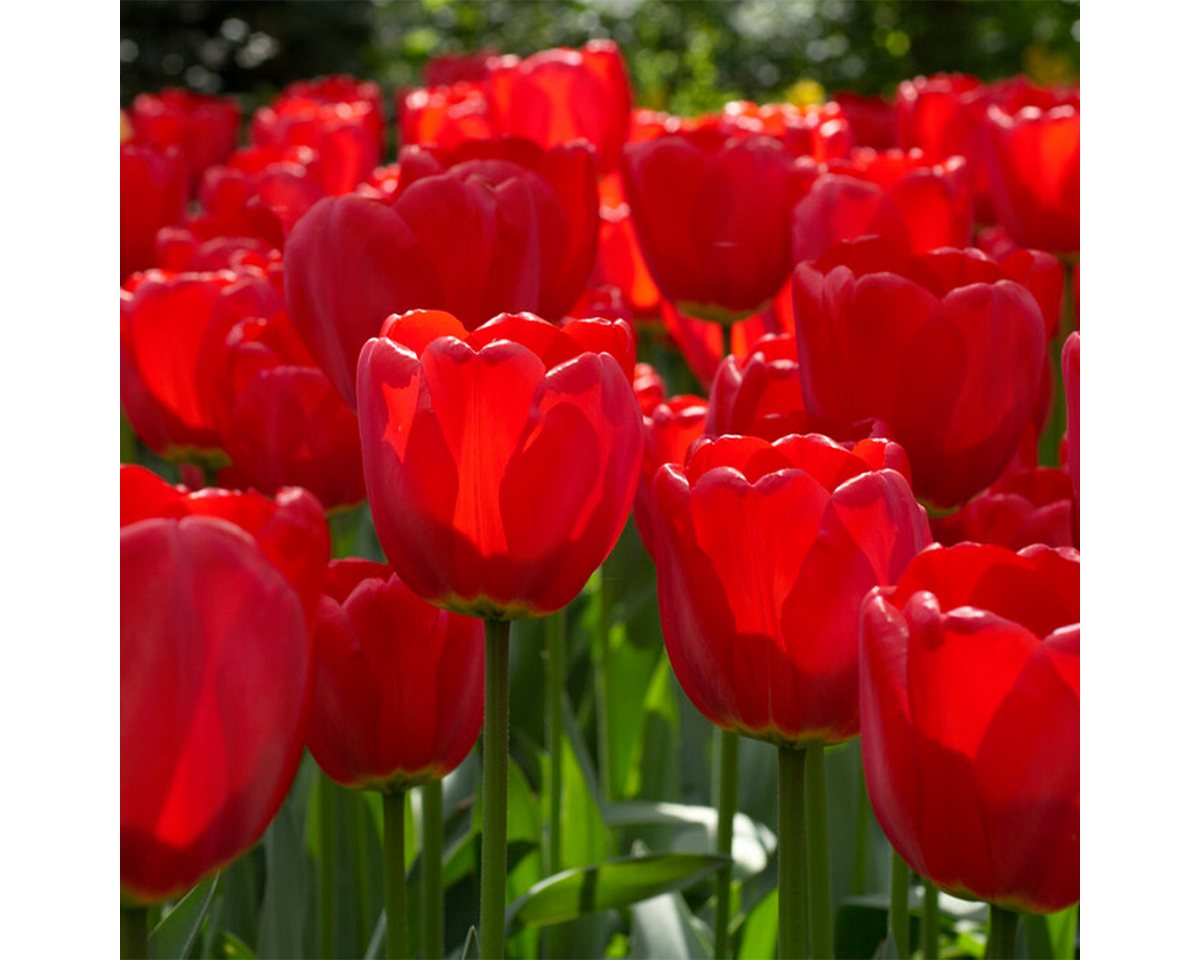 Bloomique Blumenzwiebeln Bloomique - Mischung aus 20 - Tulipa - Tulpenzwiebeln - Rot - Blumenzw, (20-St) Bild 2