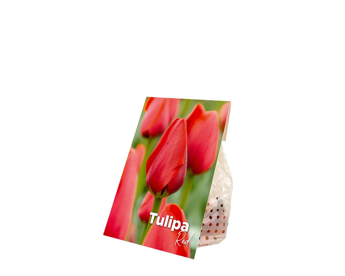 Bloomique Blumenzwiebeln Bloomique - Mischung aus 20 - Tulipa - Tulpenzwiebeln - Rot - Blumenzw, (20-St) Bild 3