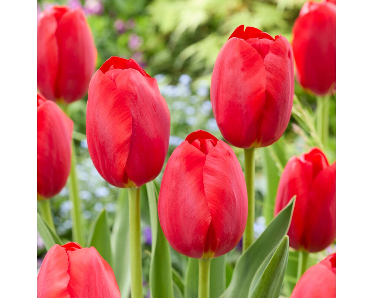 Bloomique Blumenzwiebeln Bloomique - Mischung aus 20 - Tulipa - Tulpenzwiebeln - Rot - Blumenzw, (20-St) Bild 4