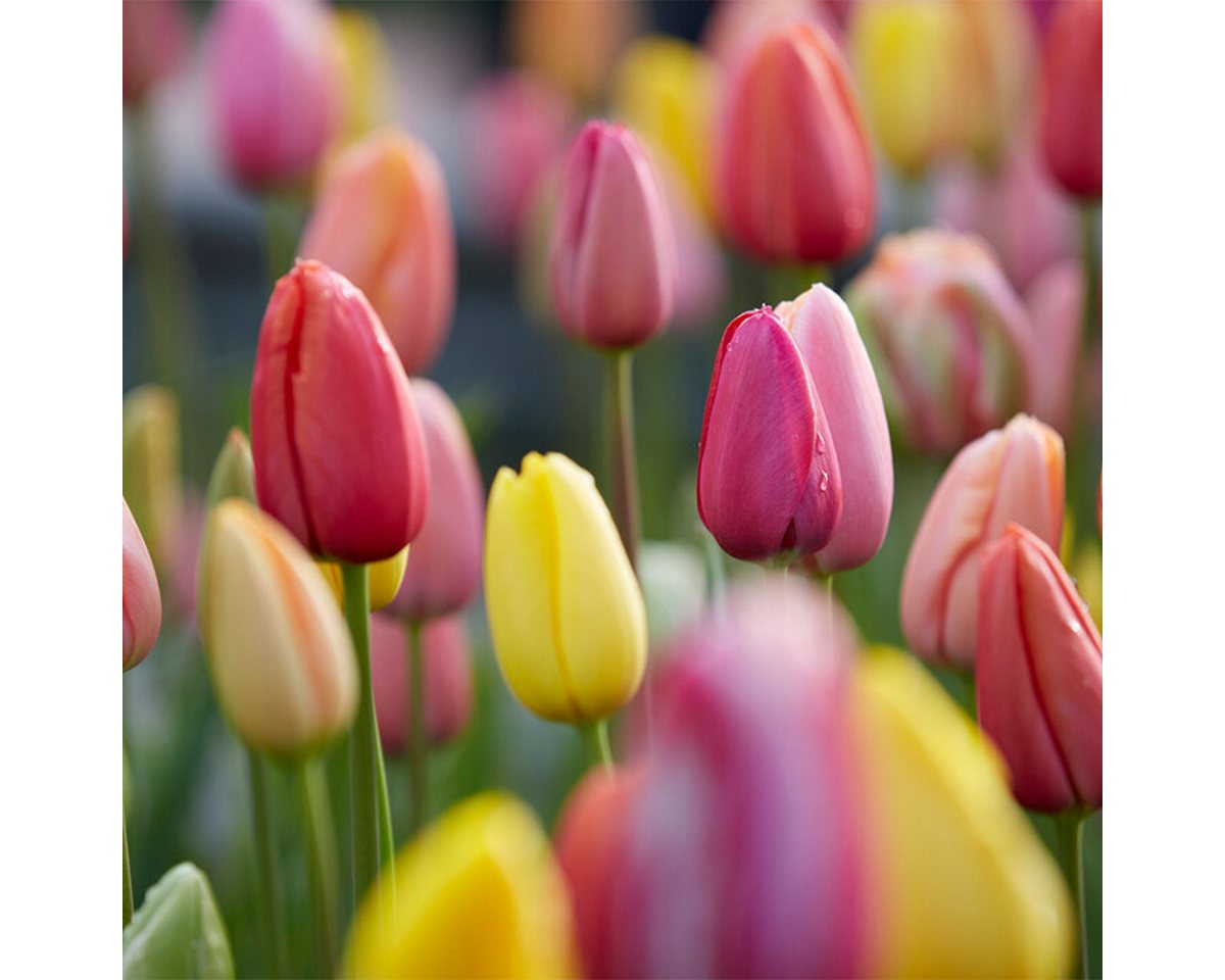 Bloomique Blumenzwiebeln Mischung aus 20- bis 60-tägigen Tulpen - Tulpenzwiebeln - Farbmischung, (20-St)