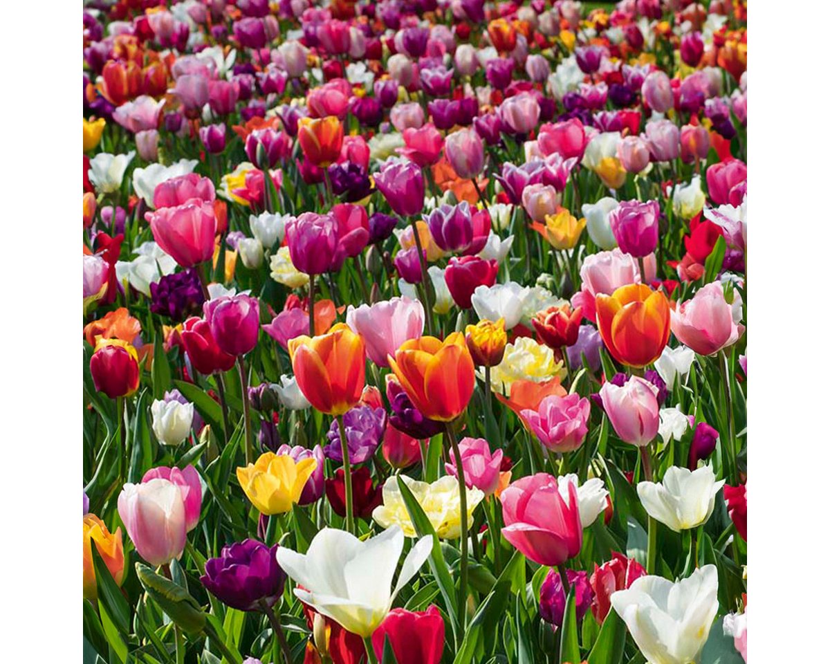 Bloomique Blumenzwiebeln Mischung aus 20- bis 60-tägigen Tulpen - Tulpenzwiebeln - Farbmischung, (20-St) Bild 2