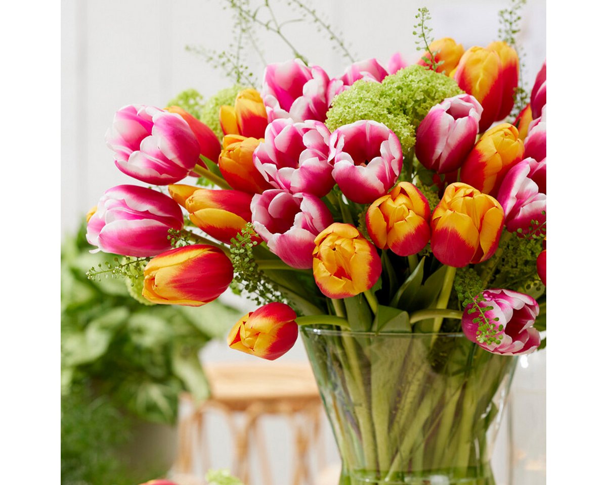 Bloomique Blumenzwiebeln Mischung aus 20- bis 60-tägigen Tulpen - Tulpenzwiebeln - Farbmischung, (20-St) Bild 3